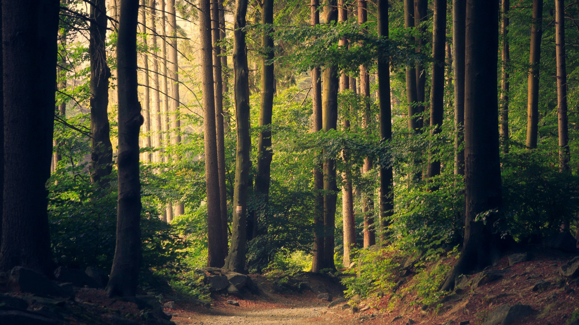 Créer un séjour nature parfait en belgique : découvrez comment planifier votre aventure verte